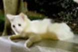 【必备】动物小猫的世界杯押注集锦10篇