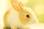 【热门】兔子作文400字八篇