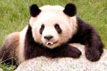写国宝大熊猫作文5篇