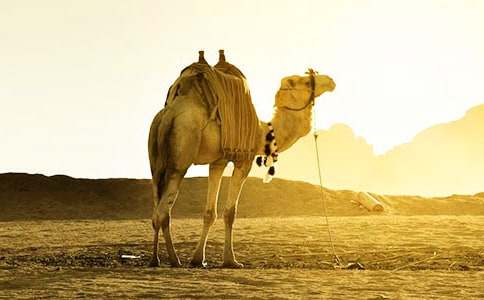 《找骆驼》课后练习及参考答案