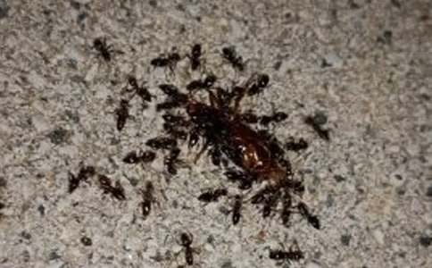 关于观察蚂蚁日记6篇