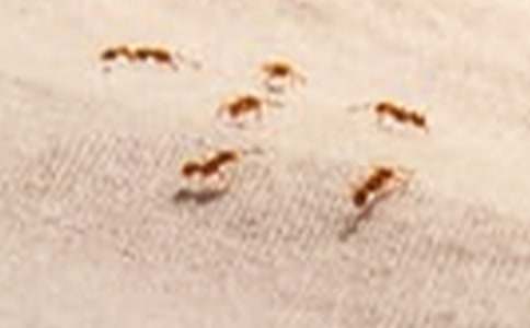 关于观察蚂蚁日记模板集锦7篇