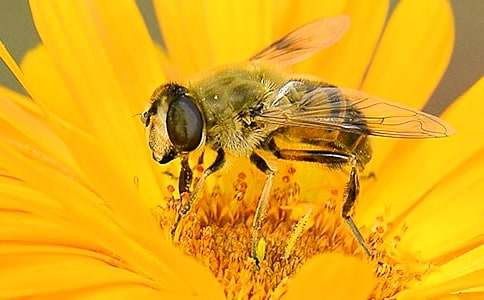 有关蜜蜂采蜜的诗句
