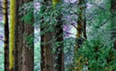 森林资源目标责任制自查报告