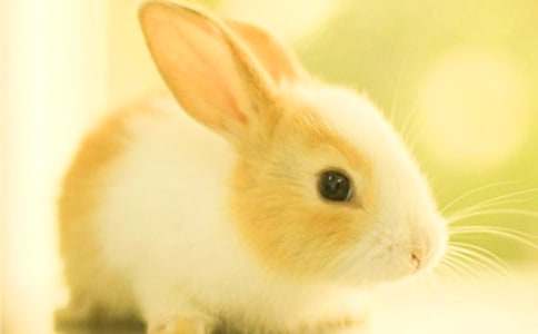 可爱的小兔子_描写动物的作文300字