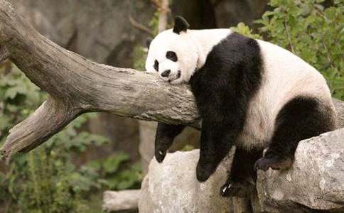 保护大熊猫建议书