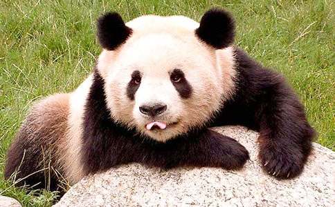 国宝大熊猫作文500字