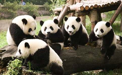 关于熊猫的谜语