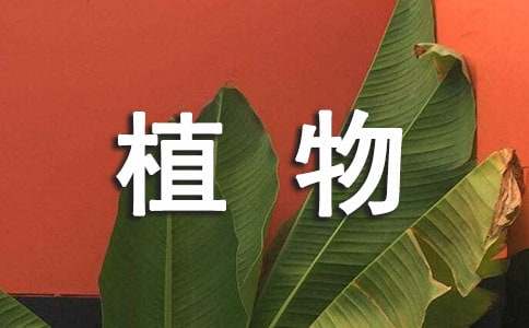 【热门】植物的三年级作文300字合集6篇