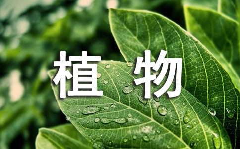 【精品】观察植物日记集锦九篇