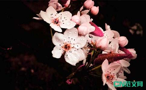 梨花颂歌词完整版