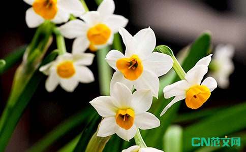 我爱水仙花0字作文