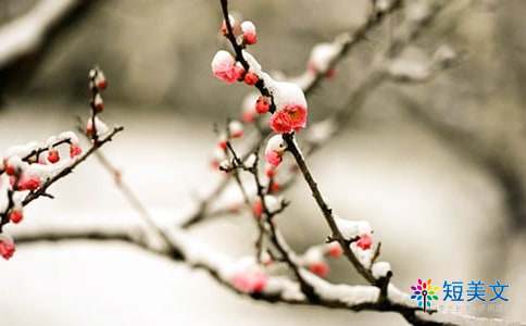 梅花香自苦寒来 梅花香自苦寒来