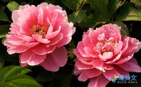 牡丹花的花语