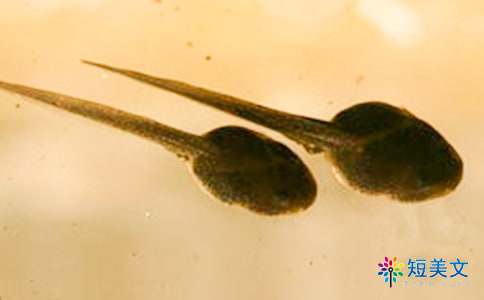 香草女巫与蝌蚪龙读后感