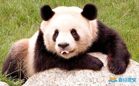 《大熊猫》教学设计13篇