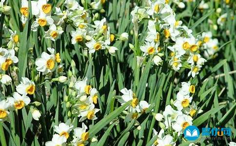 水仙花开花后怎么处理 水仙开完花后是不是就得扔掉了 实验室设备网