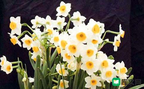 水仙花观察日记(15篇)