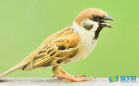 屠格涅夫的 麻雀 读后感范文 屠格涅夫的 麻雀 读后感范文