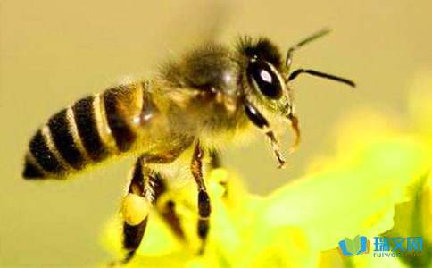 “蜜蜂在花丛中飞”改为拟人句