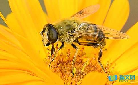 蜜蜂采蜜改为拟人句大全