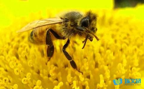 蜜蜂在花丛中采蜜改为拟人句