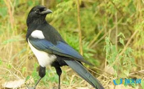 我爱报喜鸟喜鹊六年级作文500字