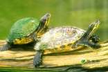 《自然角里的小乌龟》小班科学教案