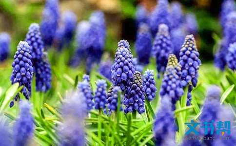 紫红色的风信子的花语 紫红色风信子的花语是什么