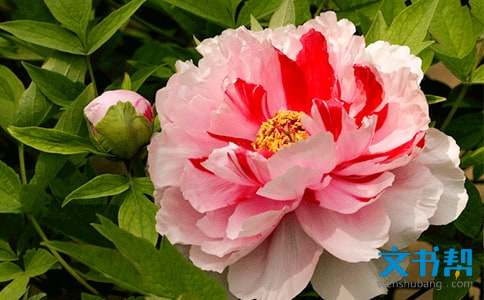 牡丹的花语 白色牡丹花的花语 实验室设备网