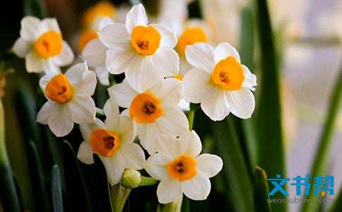 有关水仙花的花语