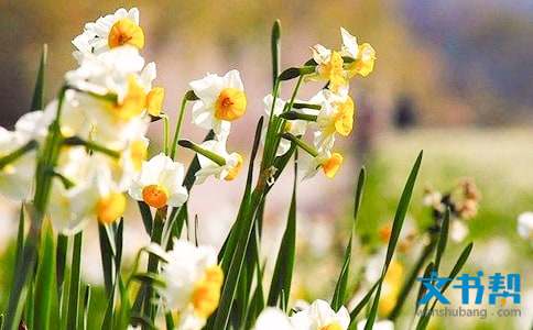 水仙花的花语是什么意思