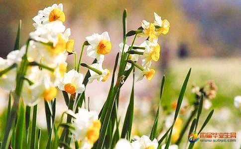 观察日记 水仙花