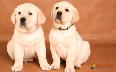 写小狗的连续观察日记推荐