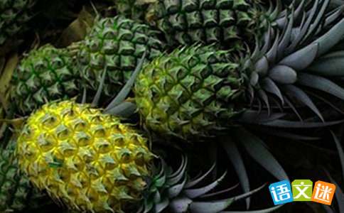 一块菠萝小学作文