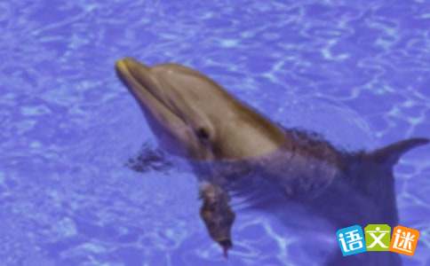 形容海豚游泳的好句子