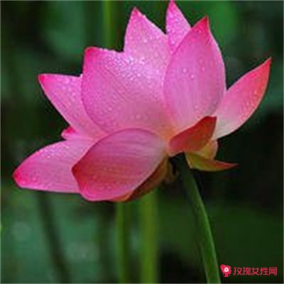 Ů�������Ƶ�΢��ͷ���������