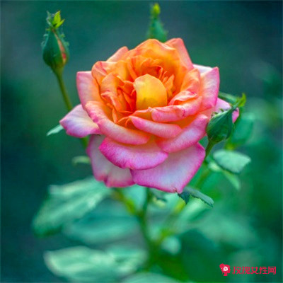 ��������Ů�������־۲Ƶ�΢��ͷ��ͼƬ